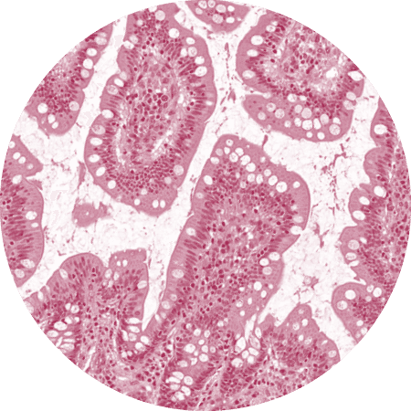 Zelle Digitale-Pathologie