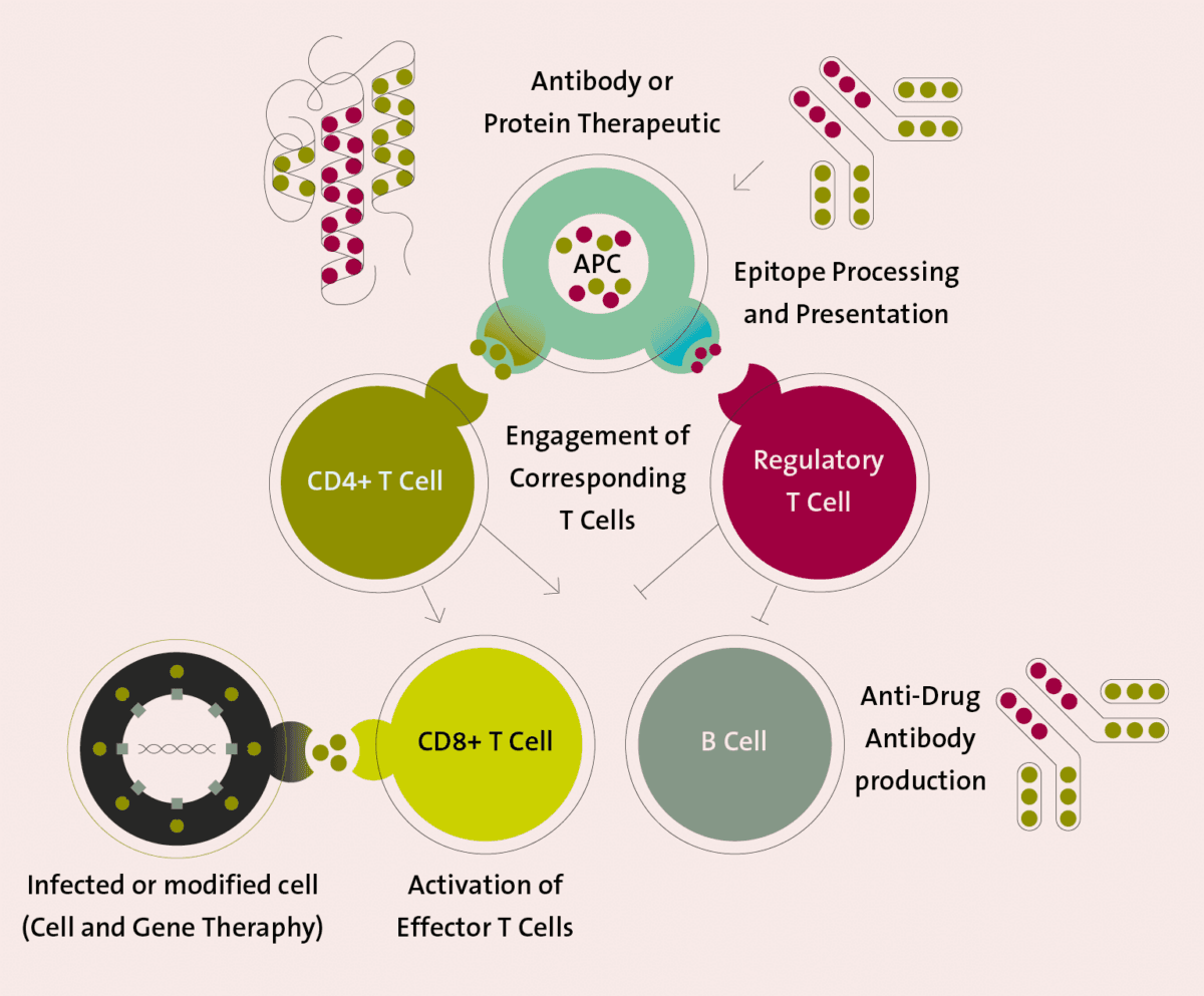 Grafische Darstellung der Bewertung des Immunogenitätsrisikos 